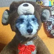 ダイナムーンの画像