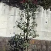 ありえる