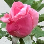 はまこの画像