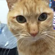 ちゃむ☆の画像