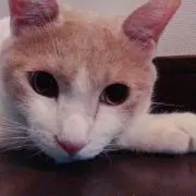 なるの