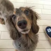 男爵ワニ