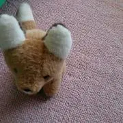 椰子の実の画像