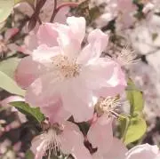 まいの画像