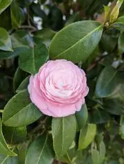nonohanaの画像