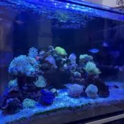 aquaの画像