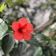 チャッピーの画像