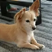 さくらんぼの画像