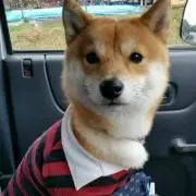 クイールの画像