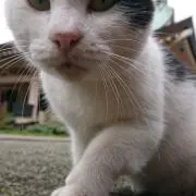 ポピら
