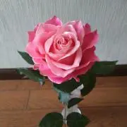 yu♡