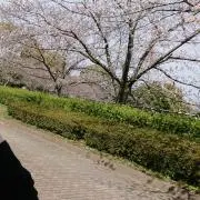 マサとん