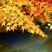 はるの画像