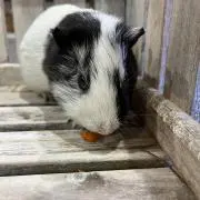 ありの画像