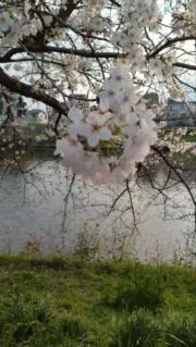 ☆ゆり☆の画像