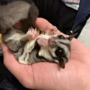 モモン