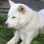 kusakabeの画像