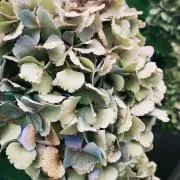 かぎの画像