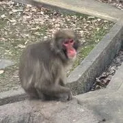 子守熊の画像