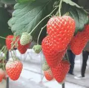 ぴぴの画像