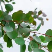 ぽぽらすの画像