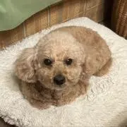 リリィの画像