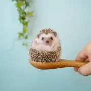 カズ