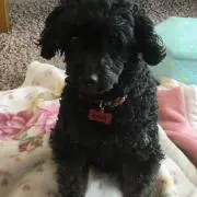 わんこ