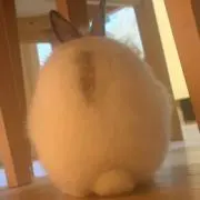 うさぎ