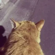 シマネコの画像
