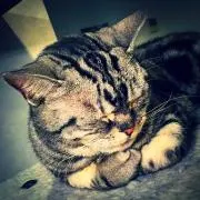 Dreamの画像
