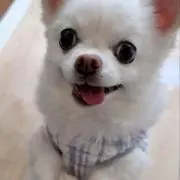 のんちゃんの画像