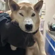 ⇧ひかたん⇧プロフを読んでください！の画像