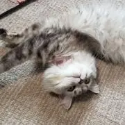 kazu