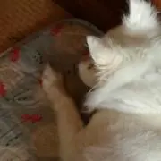 あすかの画像
