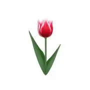 チューリップの画像