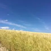 ねねこの画像