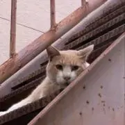 よこにの画像