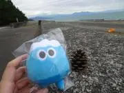 葵泉の画像