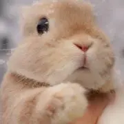 りりりの画像