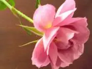 さくら みどり