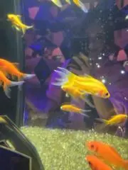 A...の画像