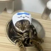 さーそー！の画像