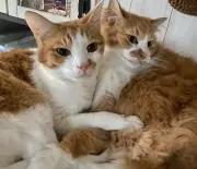 モナの画像