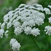 ＊Lace flower＊の画像