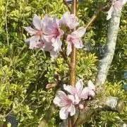はにゅう