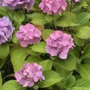 紫陽花の画像