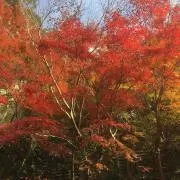 もみじの画像