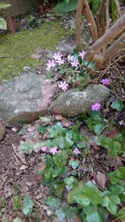 yukiwarisoの画像