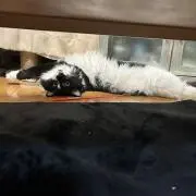 にっか